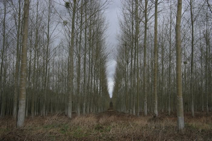 Bernd Wagner - Bäume