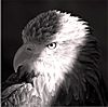 Fotograf: Manfred Kunzmann
