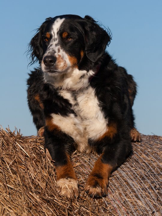 Michael Dreßler - Hunde
