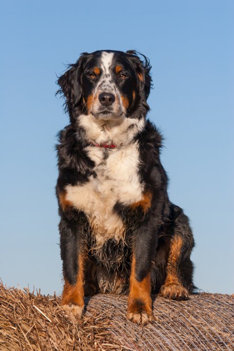 Michael Dreßler - Hunde