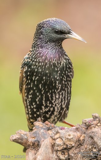 Vögel-Wildlife