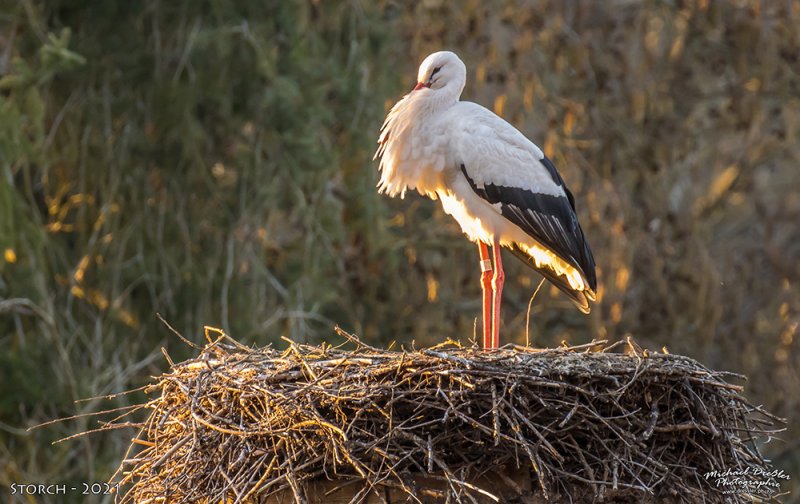 Vögel-Wildlife