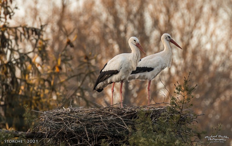 Vögel-Wildlife