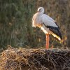 Vögel-Wildlife