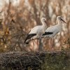 Vögel-Wildlife