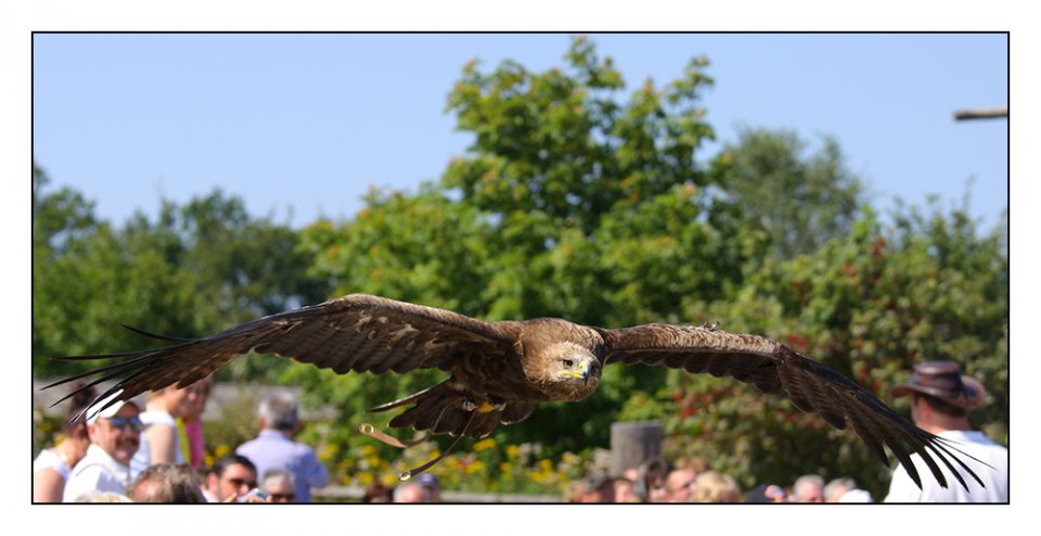 Michael Dreßler - Vögel