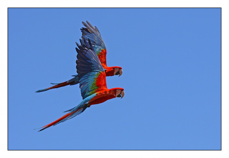 Pappageien im Flug