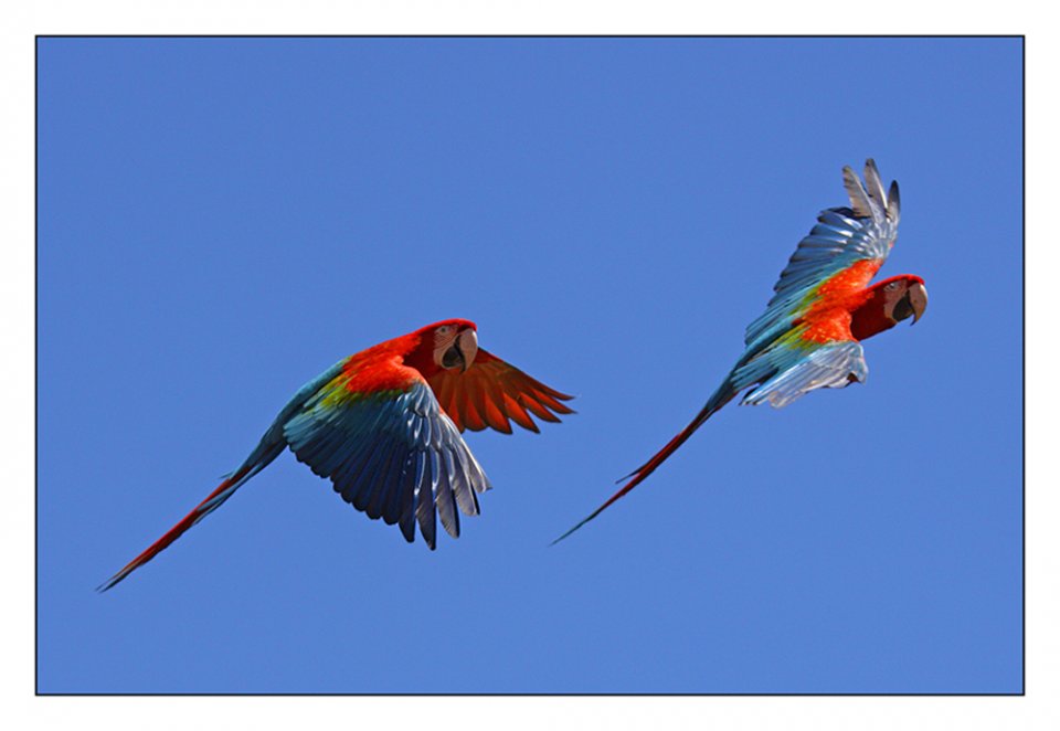 Pappageien im Flug