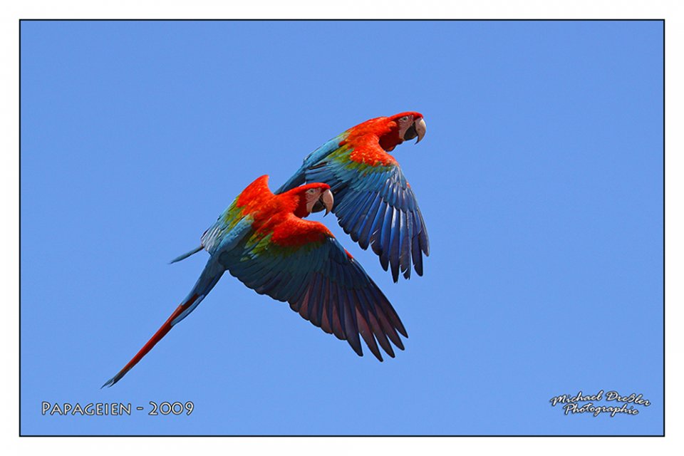 Pappageien im Flug