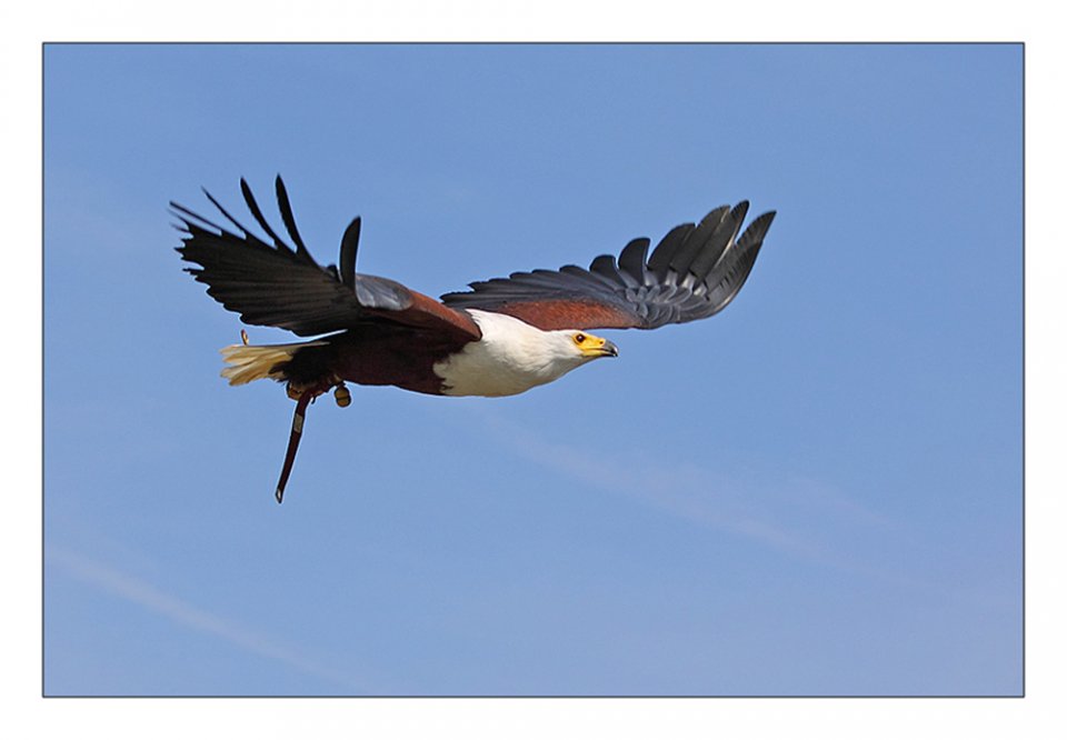 Michael Dreßler - Schreiseeadler