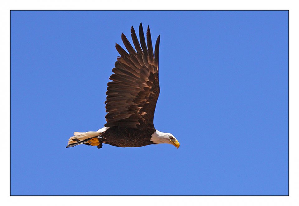 Michael Dreßler - Weißkopfseeadler