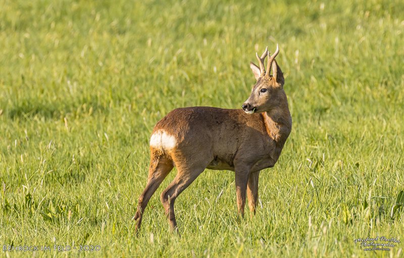 Rehbock