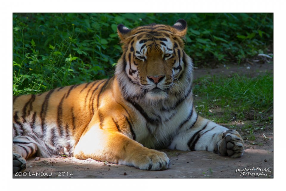 Michael Dreßler - Zoo Landau