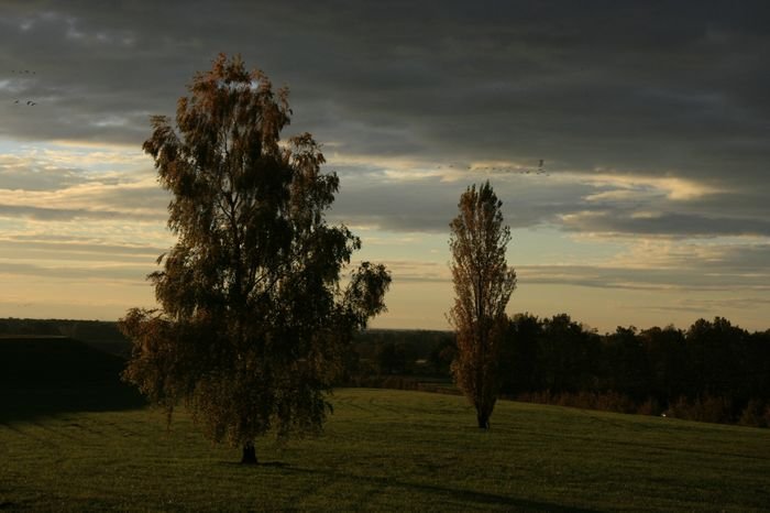 Bernd Wagner - Bäume