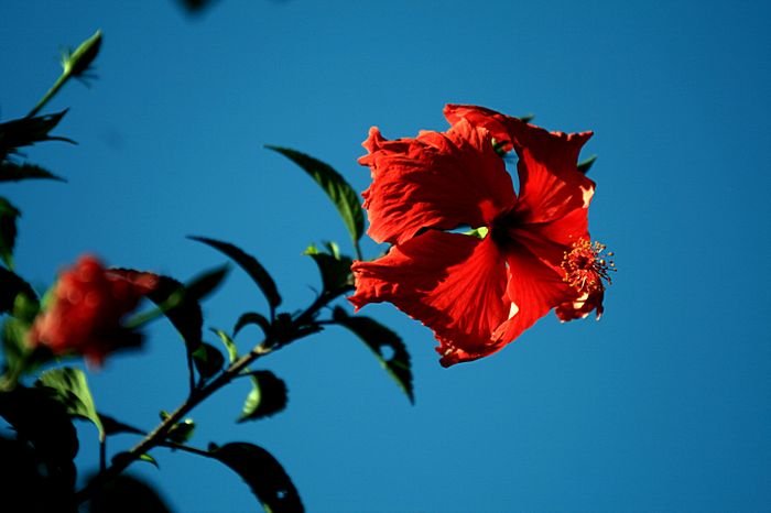 Bernd Wagner - Blumen