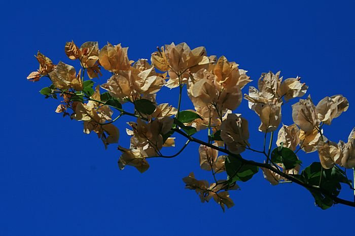 Bernd Wagner - Blumen