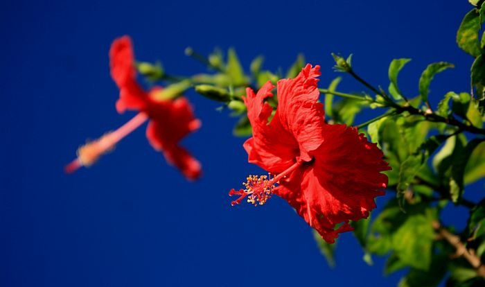 Bernd Wagner - Blumen