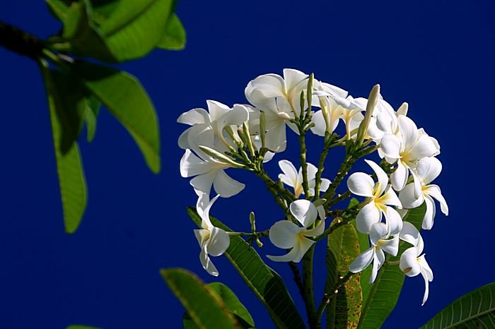 Bernd Wagner - Blumen
