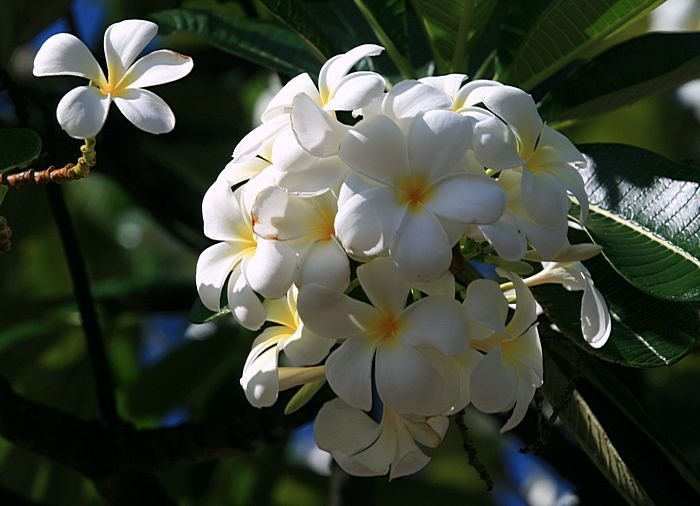 Bernd Wagner - Blumen