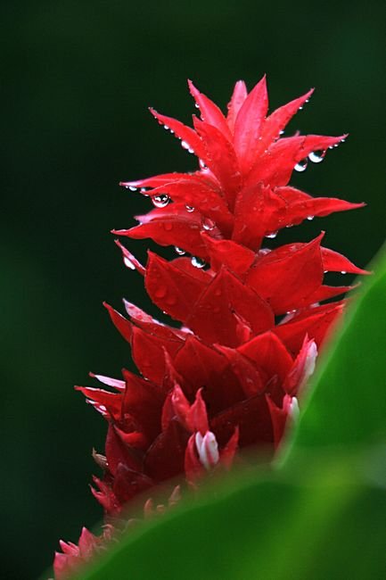 Bernd Wagner - Blumen