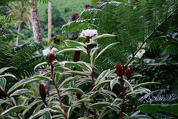 Bernd Wagner - Blumen