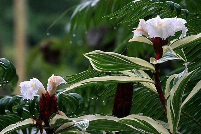 Bernd Wagner - Blumen