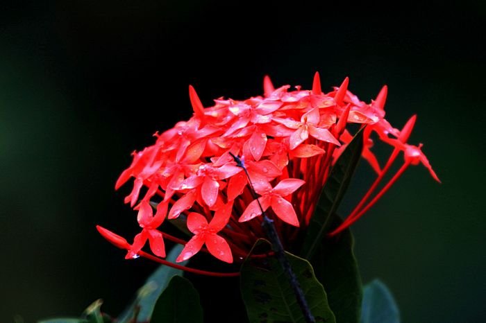 Bernd Wagner - Blumen