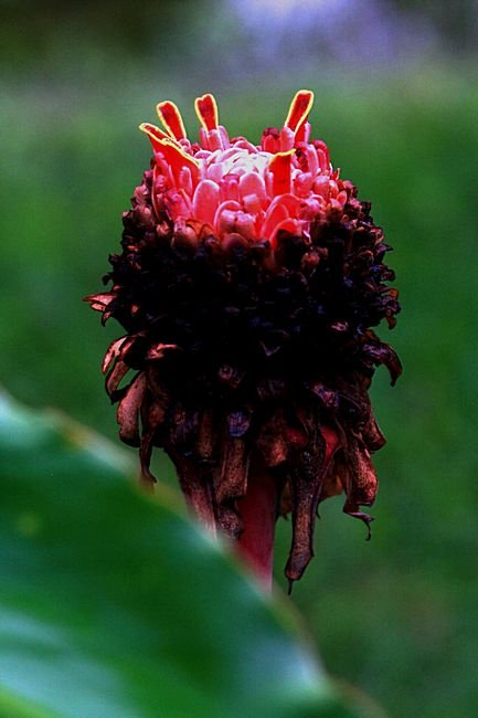 Bernd Wagner - Blumen