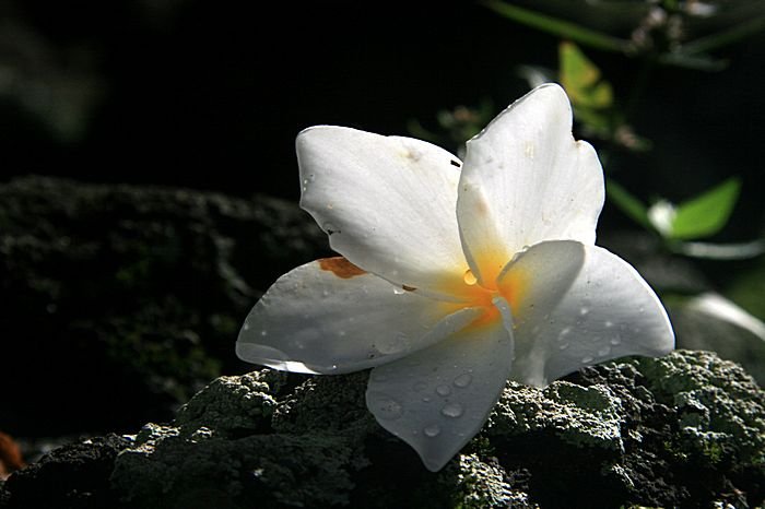 Bernd Wagner - Blumen