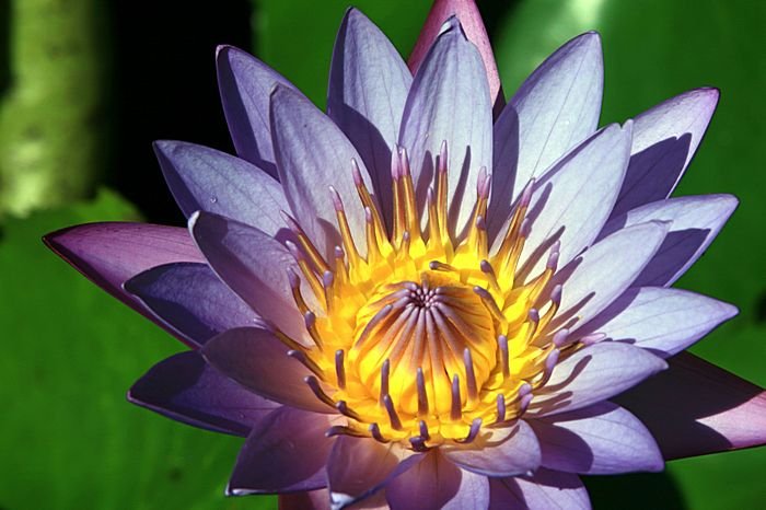 Bernd Wagner - Blumen