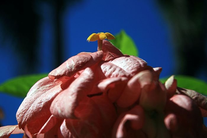 Bernd Wagner - Blumen