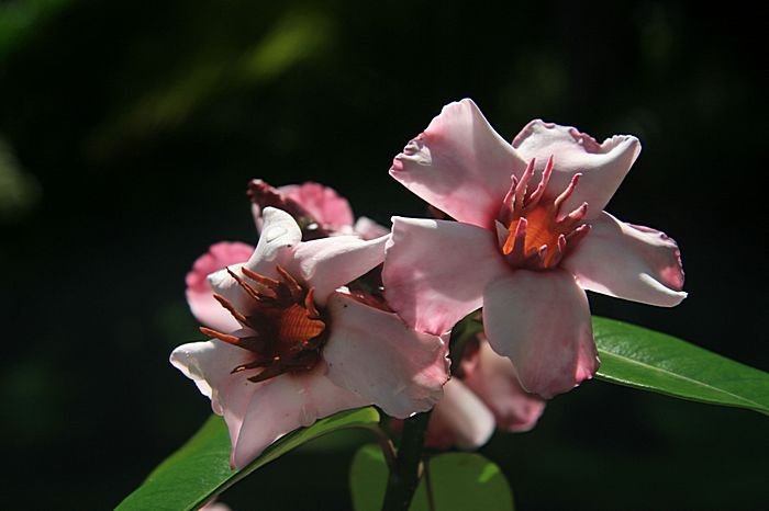 Bernd Wagner - Blumen