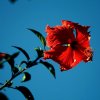 Bernd Wagner - Blumen