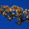 Bernd Wagner - Blumen