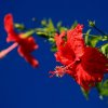Bernd Wagner - Blumen