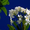 Bernd Wagner - Blumen