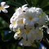 Bernd Wagner - Blumen