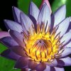 Blumen und Pflanzen