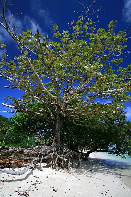 Bernd Wagner - Huahine
