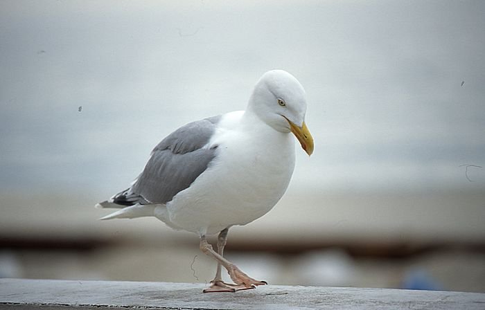 Bernd Wagner - Sylt