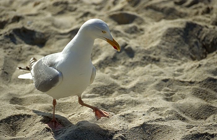 Bernd Wagner - Sylt