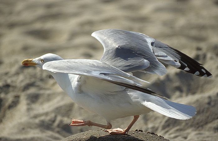 Bernd Wagner - Sylt