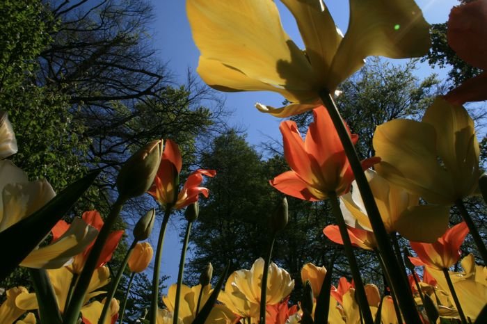 Bernd Wagner - Tulpen