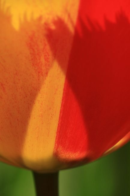 Bernd Wagner - Tulpen