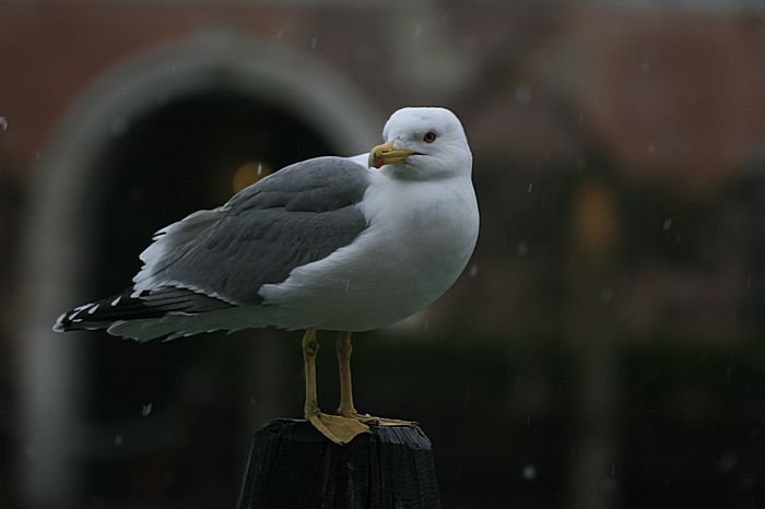 Bernd Wagner - Venedig