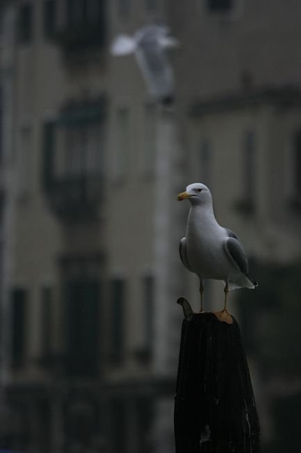 Bernd Wagner - Venedig