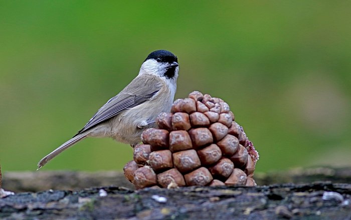 Bernd Wagner - Vögel