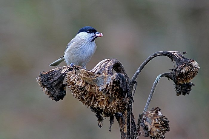 Bernd Wagner - Vögel