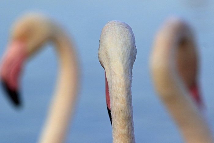 Bernd Wagner - Vögel