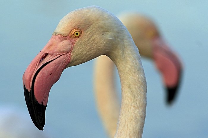 Bernd Wagner - Vögel